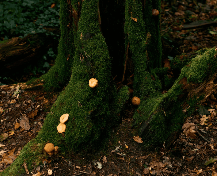 Mossy Tree